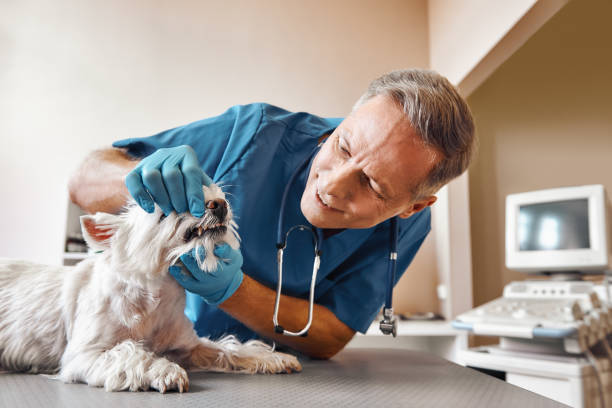 Best Emergency Dental Extractions in Anton, TX